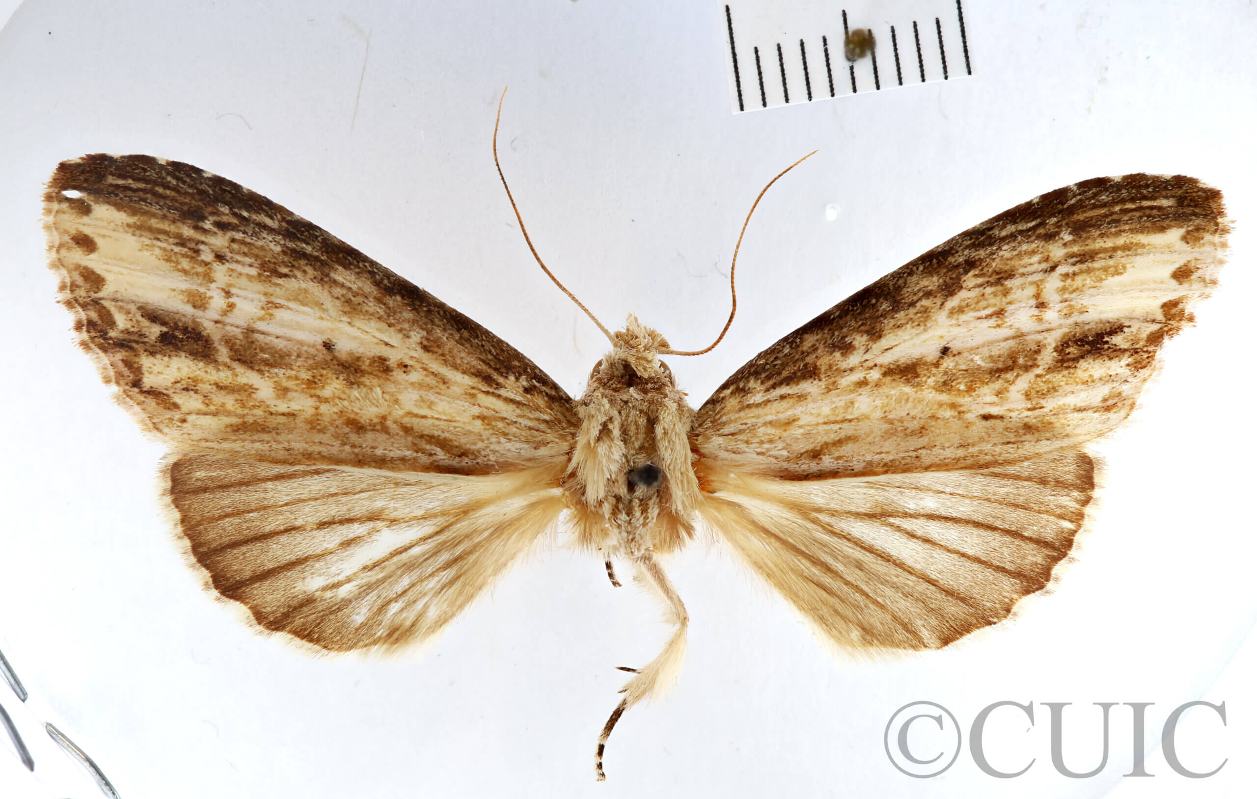 dorsal view of adult Pentobesa xylinoides