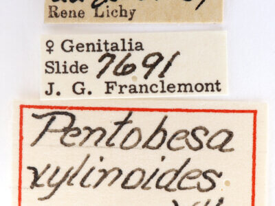 label view of adult Pentobesa xylinoides