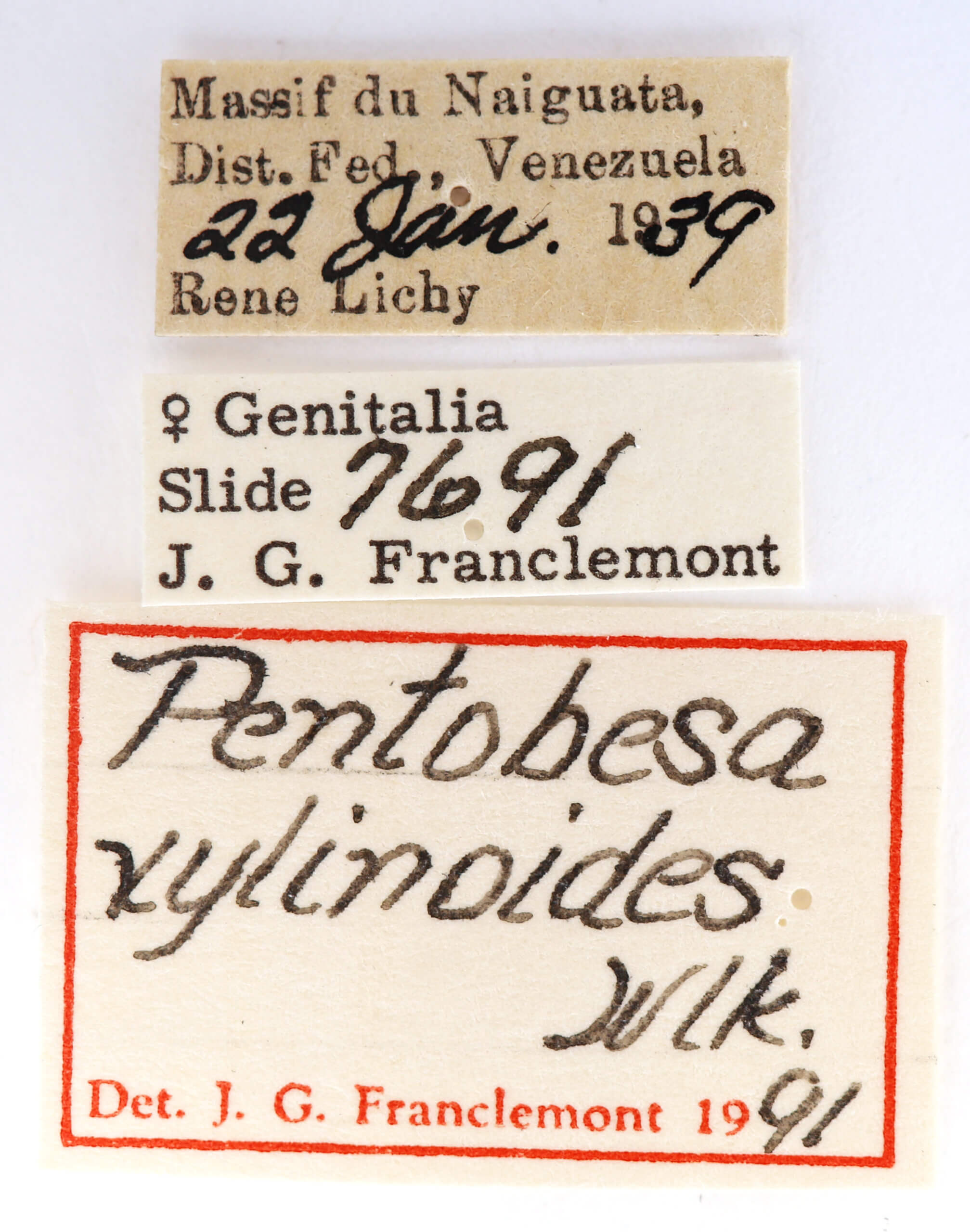 label view of adult Pentobesa xylinoides