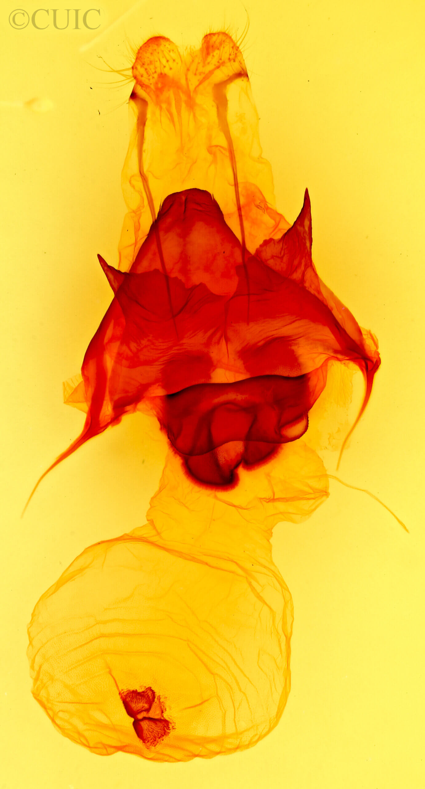 genitalia view of adult Pentobesa xylinoides