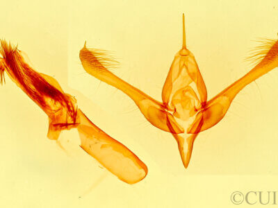 genitalia view of adult Hemigrotella argenteostriata