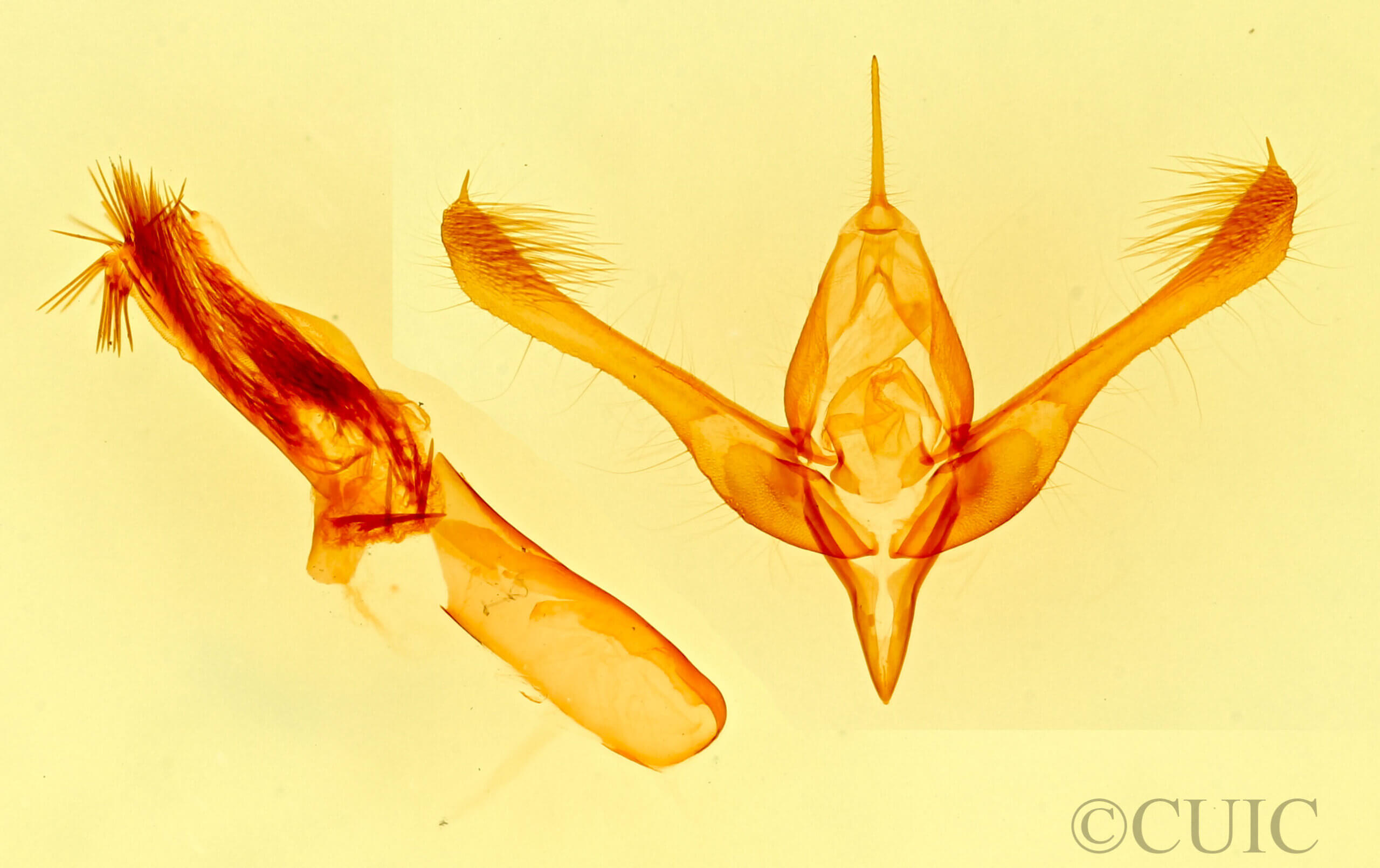 genitalia view of adult Hemigrotella argenteostriata