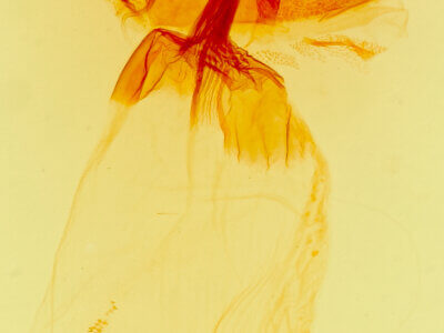 genitalia view of adult Hemigrotella argenteostriata