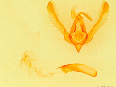 genitalia view of adult Schinia psamathea