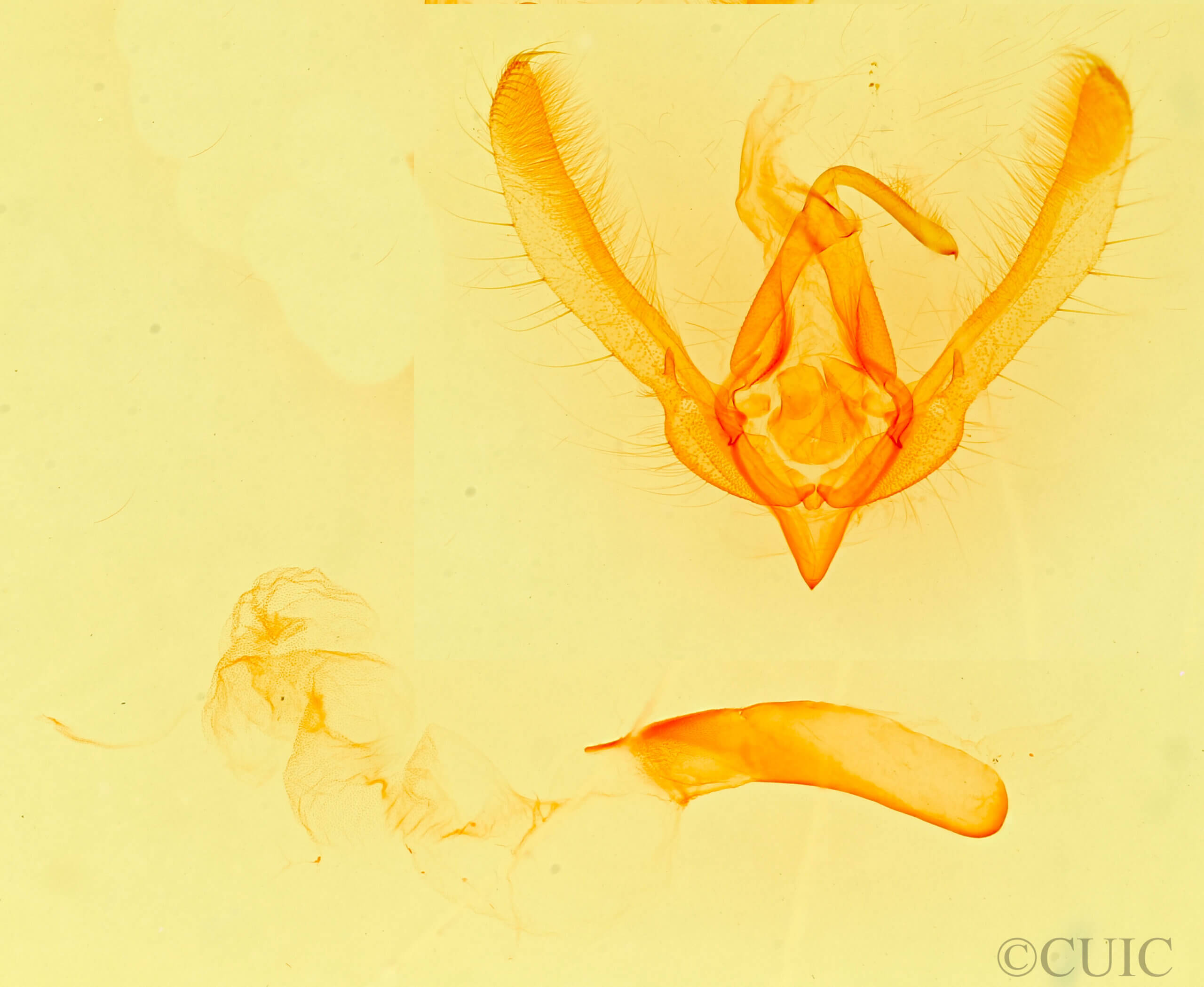 genitalia view of adult Schinia psamathea