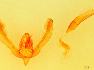 genitalia view of adult Schinia psamathea