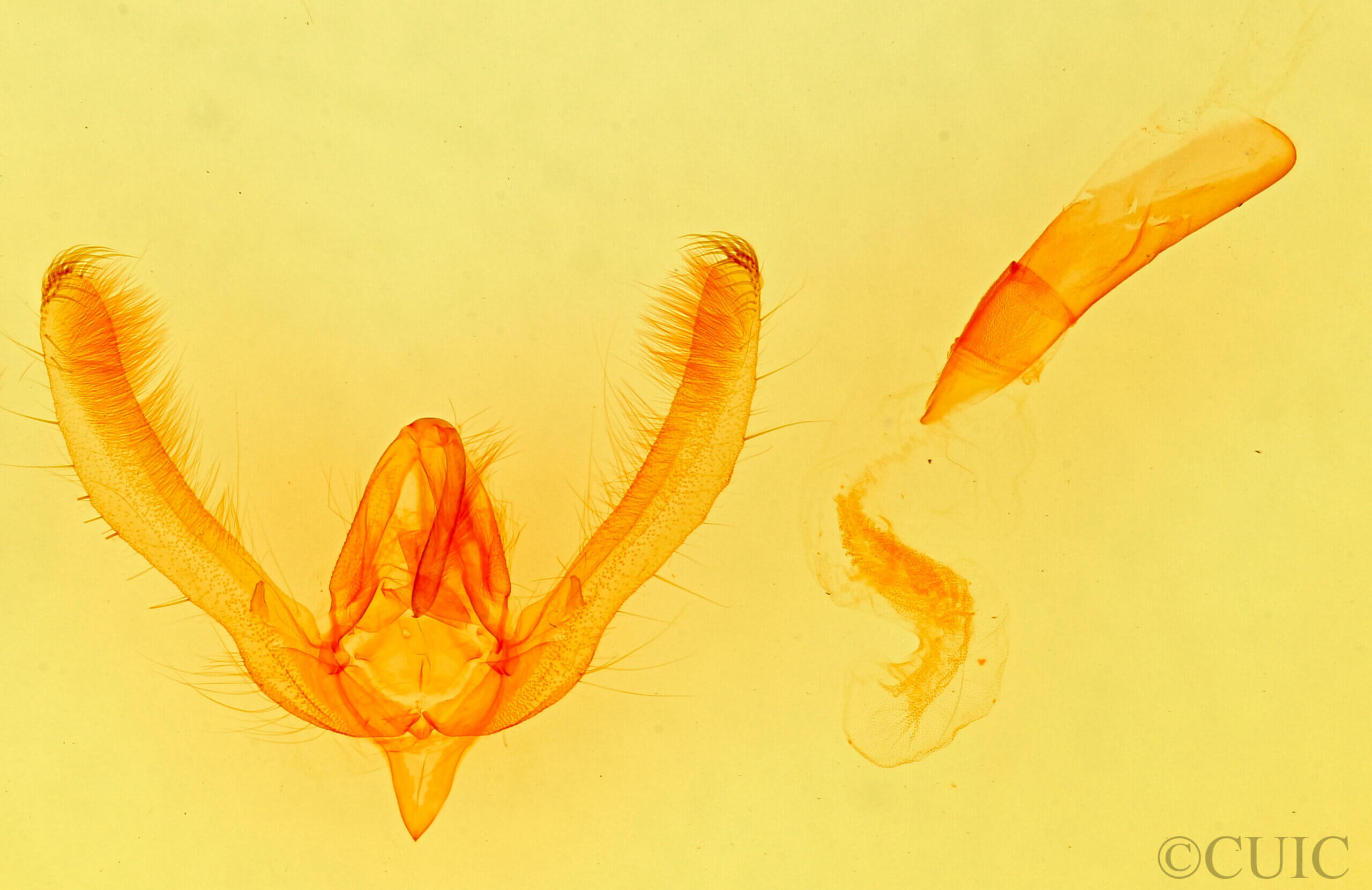 genitalia view of adult Schinia psamathea