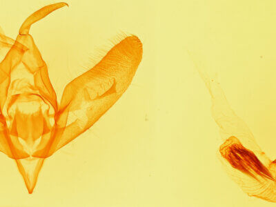 genitalia view of adult Cirrhophanus sp.