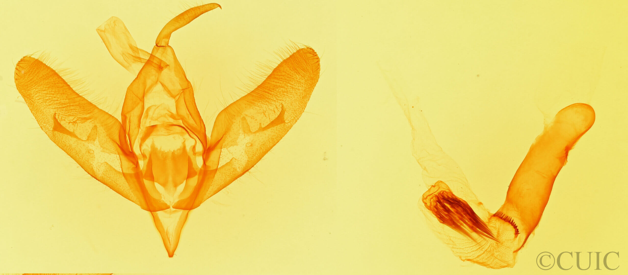 genitalia view of adult Cirrhophanus sp.