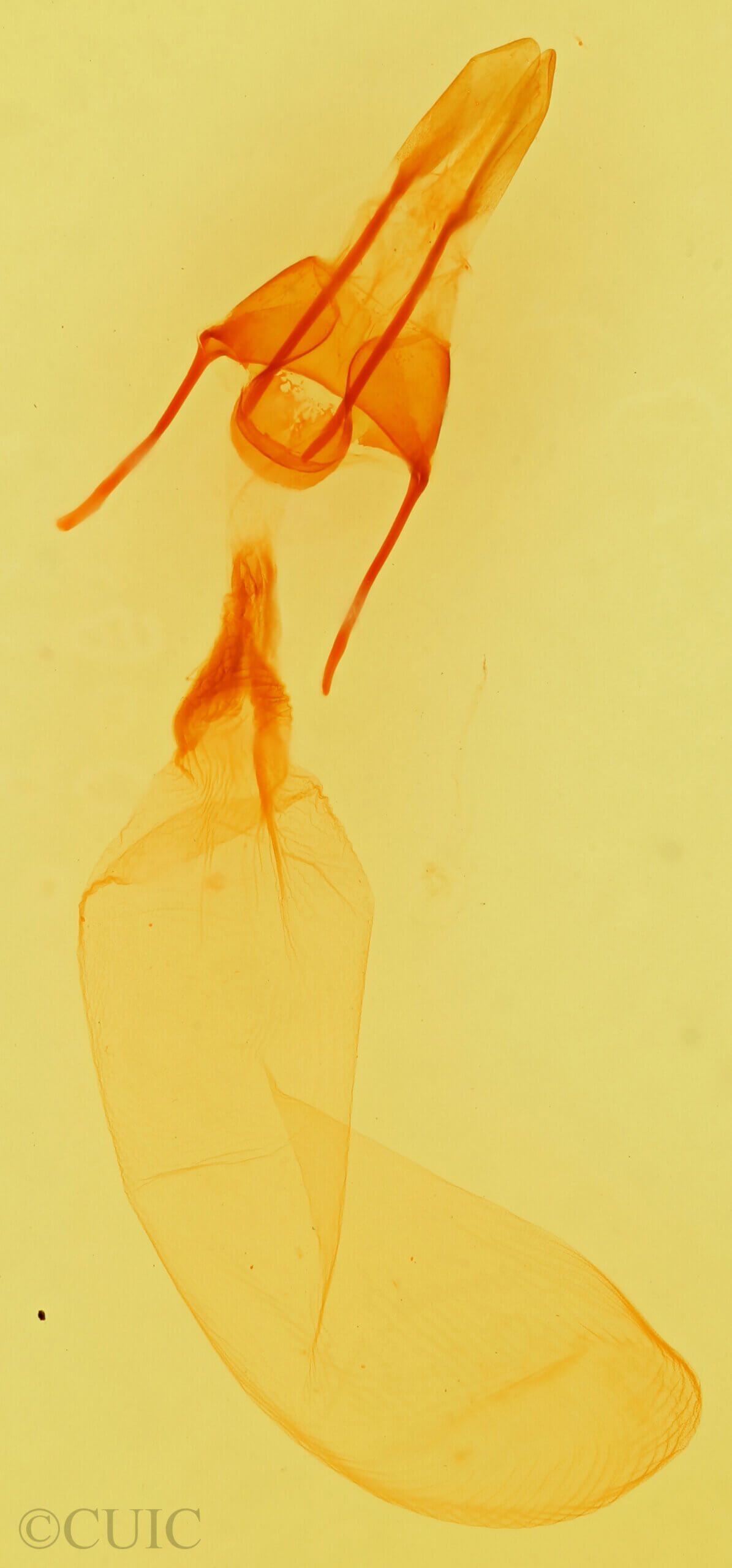 genitalia view of adult Cirrhophanus sp.