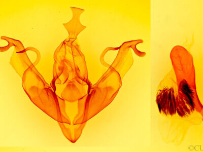 genitalia view of adult Xylena thoracica