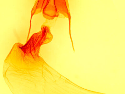 genitalia view of adult Cirrhophanus triangulifer