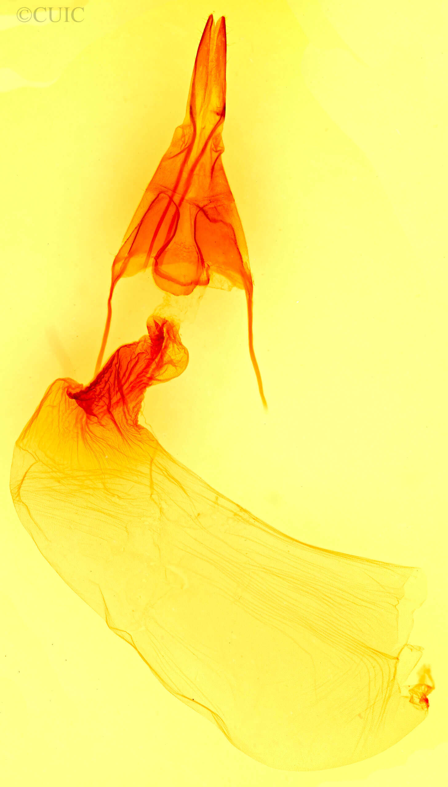 genitalia view of adult Cirrhophanus triangulifer