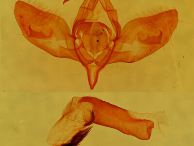 genitalia view of adult Cirrhophanus triangulifer