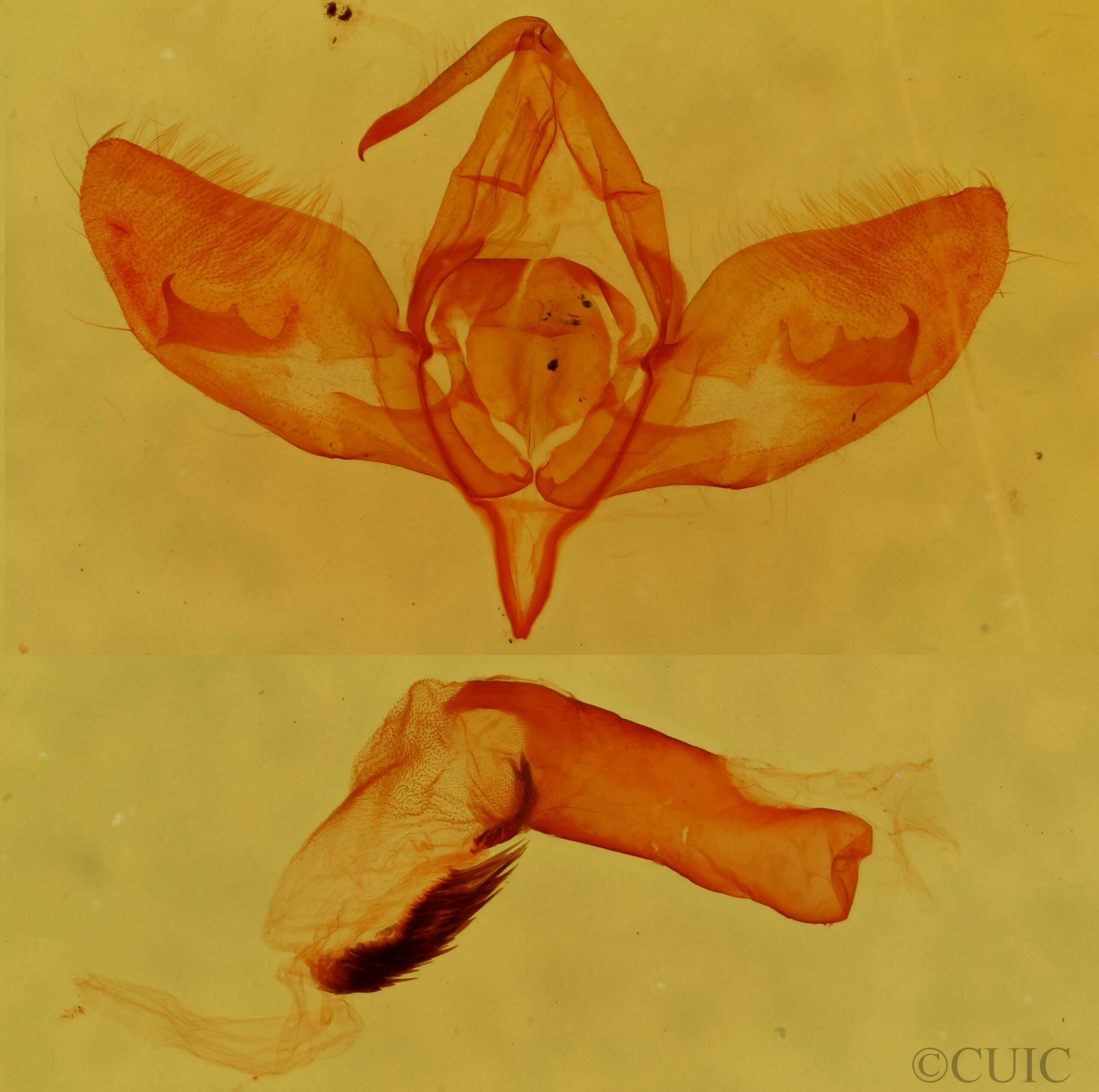 genitalia view of adult Cirrhophanus triangulifer