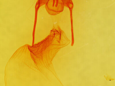 genitalia view of adult Cirrhophanus triangulifer