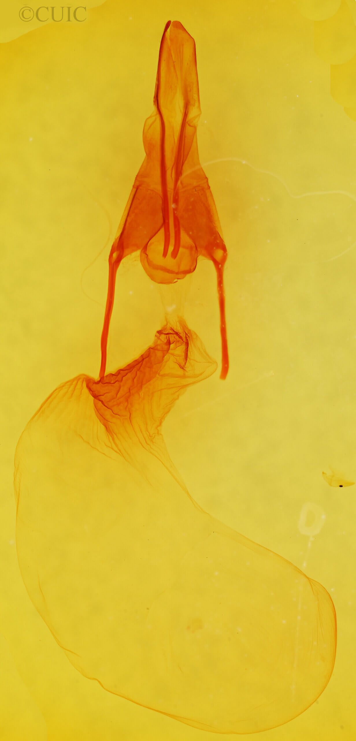 genitalia view of adult Cirrhophanus triangulifer