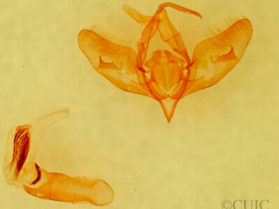 genitalia view of adult Cirrhophanus triangulifer