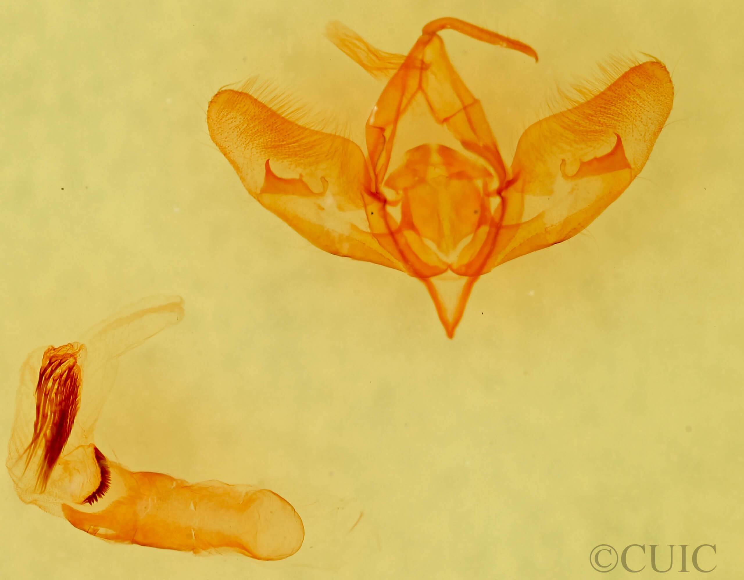 genitalia view of adult Cirrhophanus triangulifer