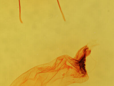 genitalia view of adult Cirrhophanus dyari