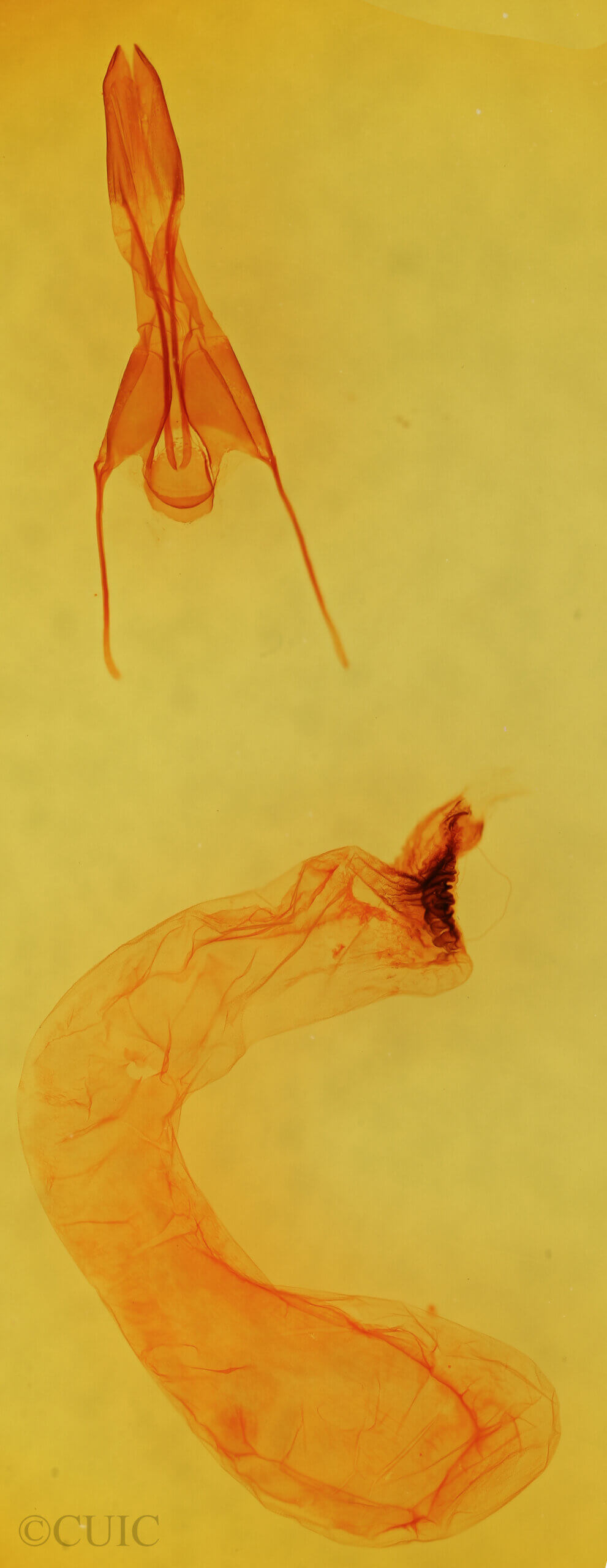 genitalia view of adult Cirrhophanus dyari