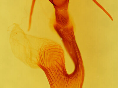 genitalia view of adult Leucania latiuscula (incognita)