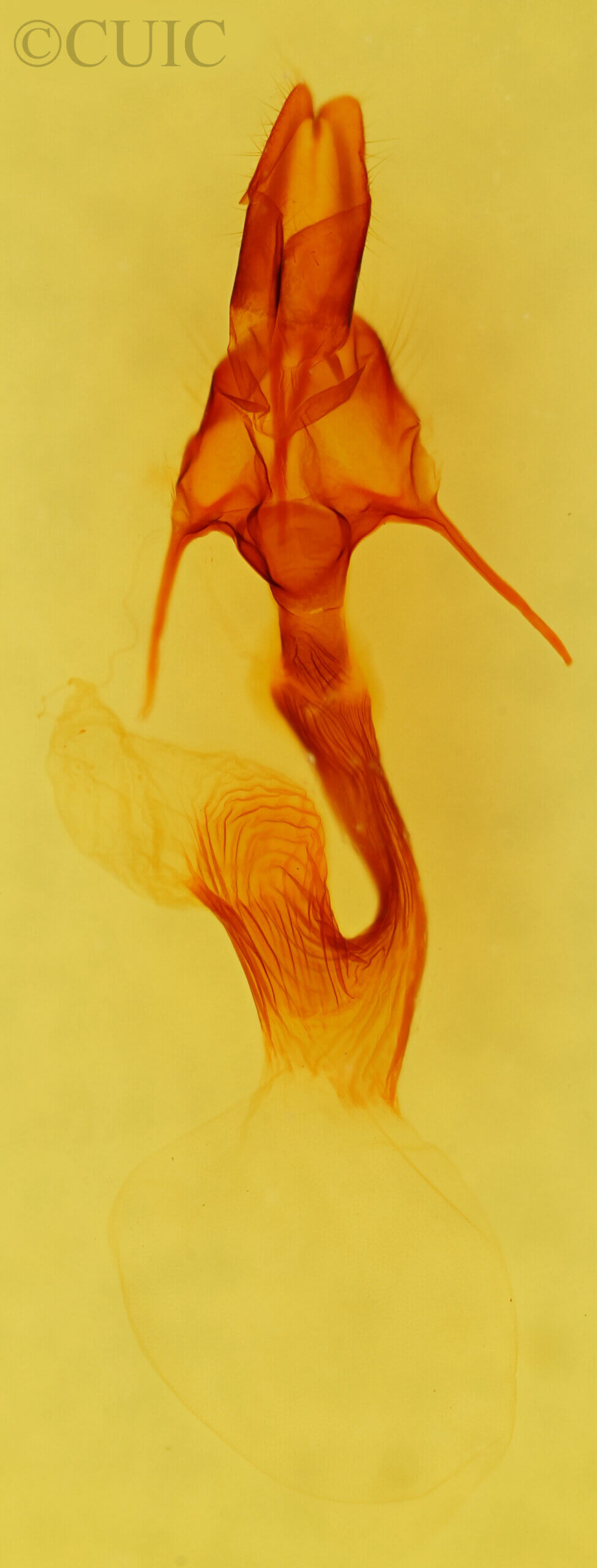 genitalia view of adult Leucania latiuscula (incognita)