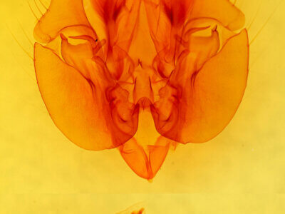 genitalia view of adult Leucania latiuscula (incognita)