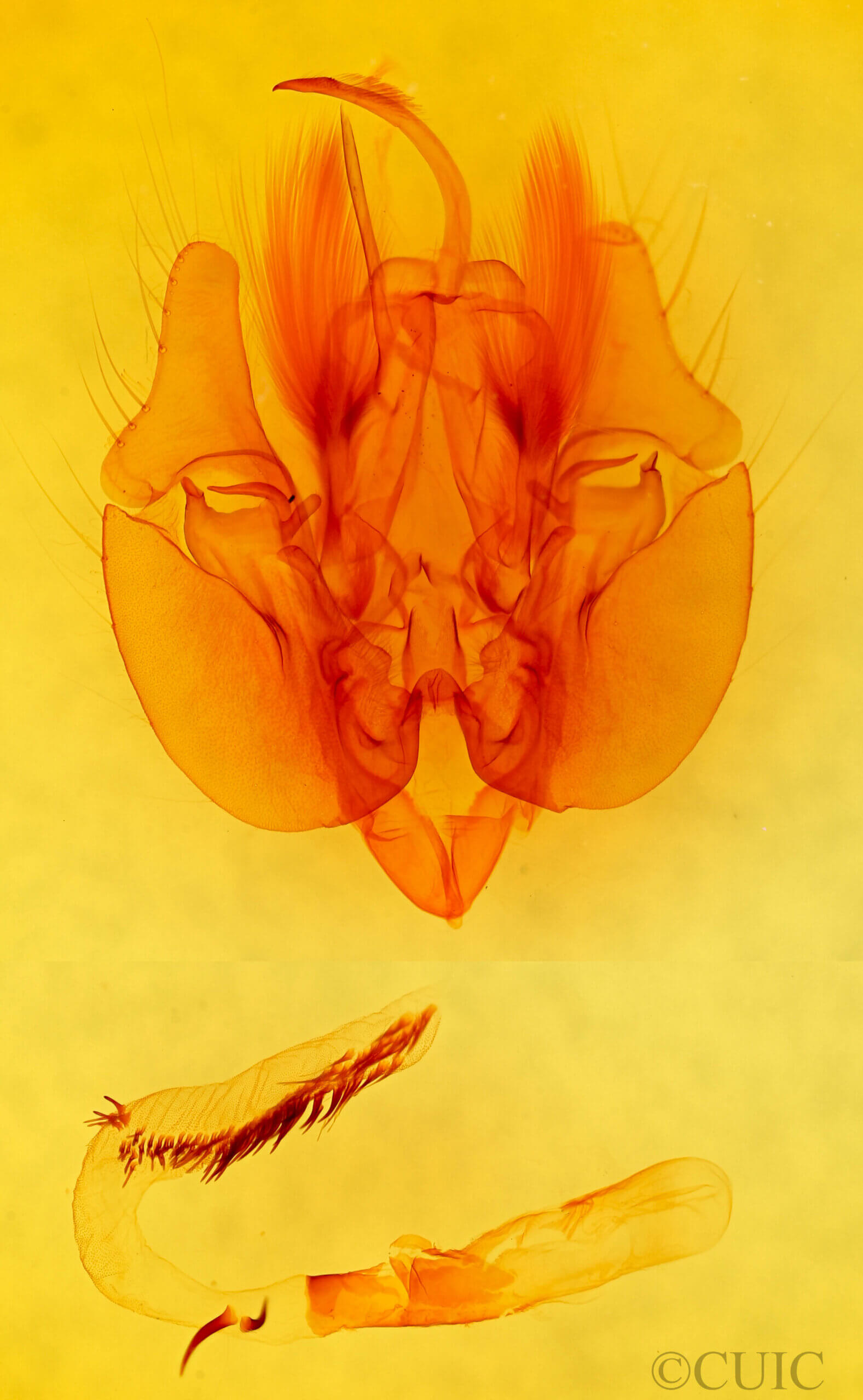 genitalia view of adult Leucania latiuscula (incognita)