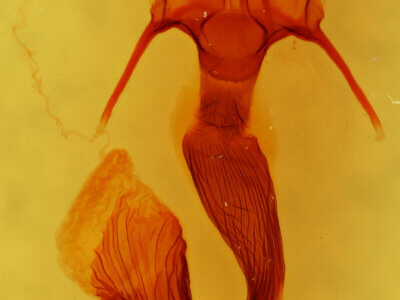 genitalia view of adult Leucania latiuscula (incognita)