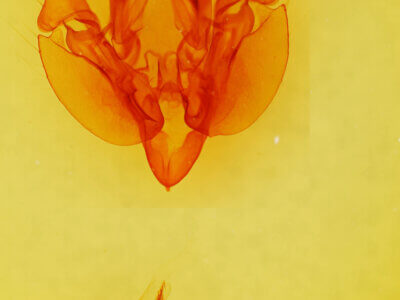 genitalia view of adult Leucania latiuscula (incognita)