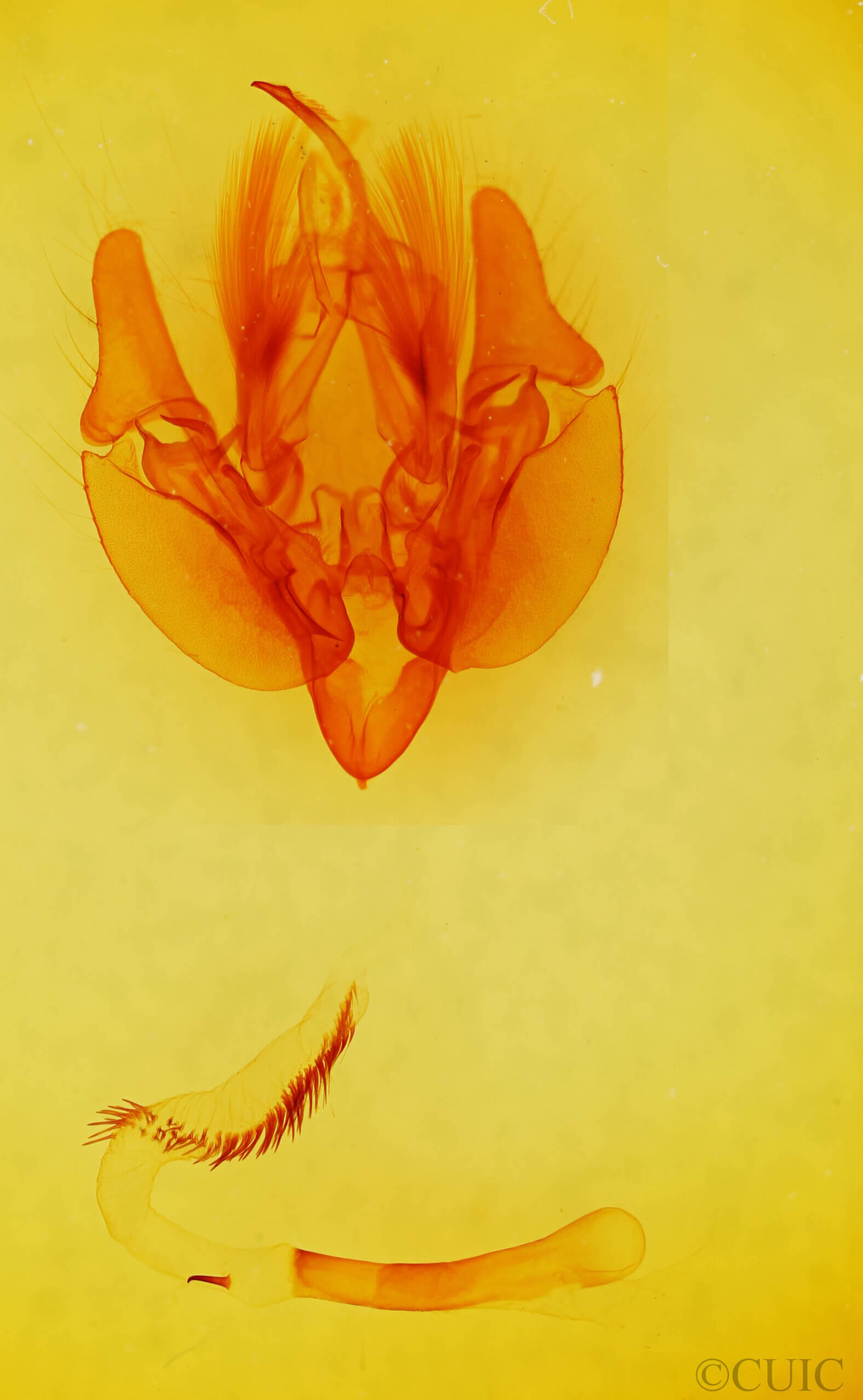 genitalia view of adult Leucania latiuscula (incognita)