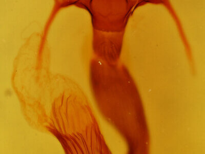 genitalia view of adult Leucania latiuscula (incognita)