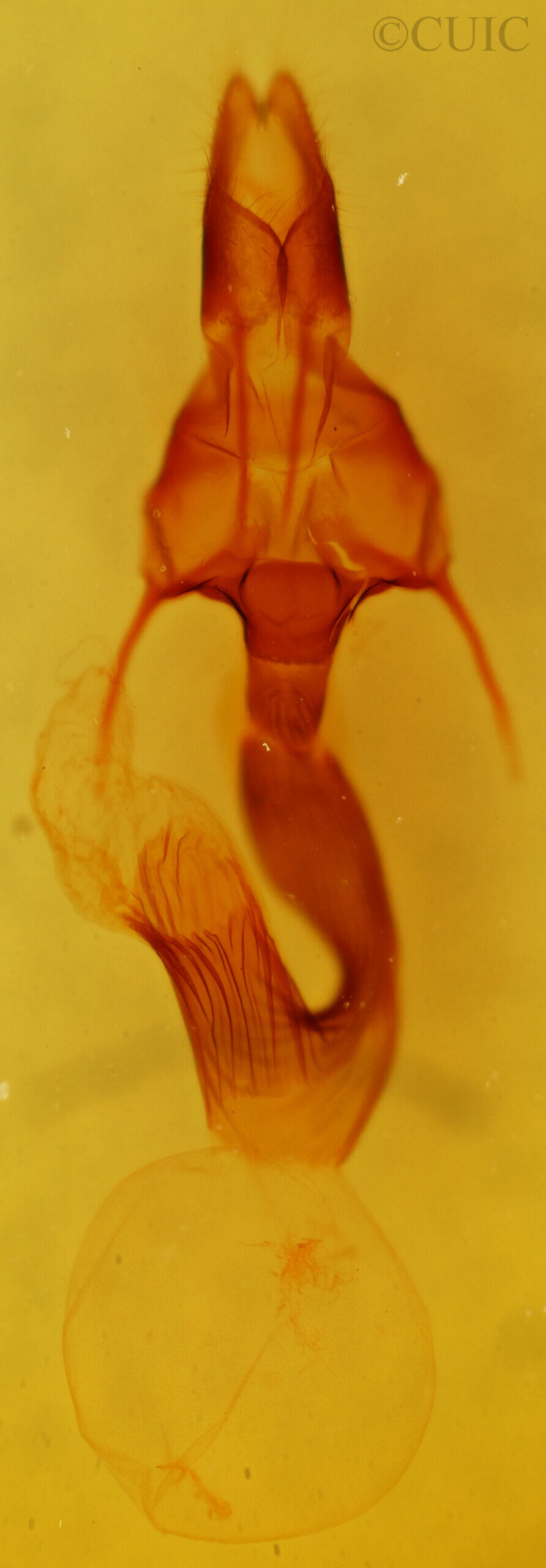 genitalia view of adult Leucania latiuscula (incognita)