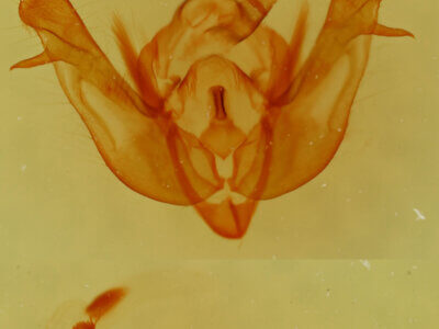 genitalia view of adult Eremobina claudens