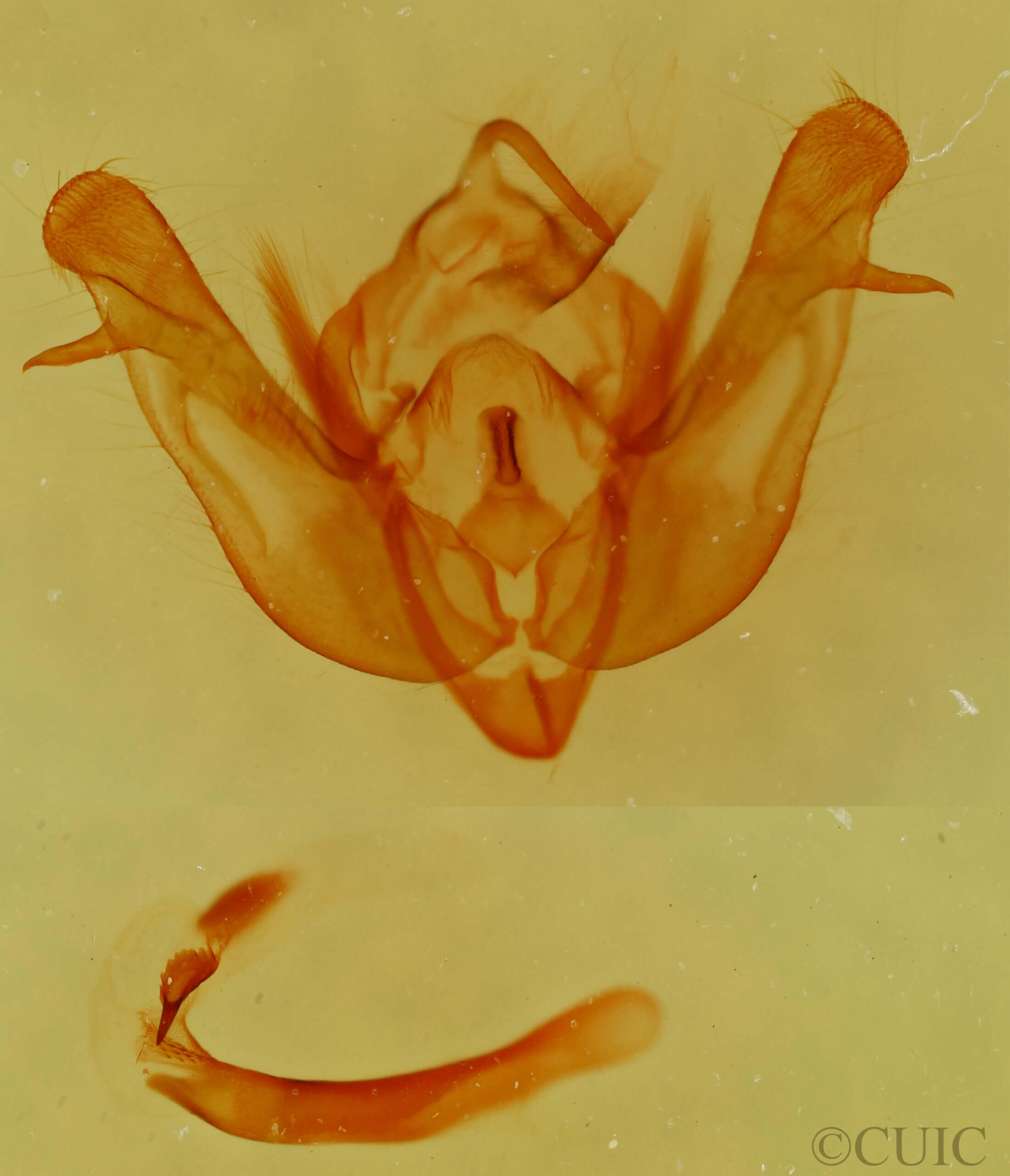 genitalia view of adult Eremobina claudens