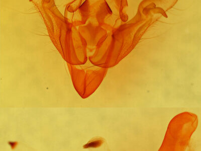 genitalia view of adult Orthosia segregata plicata