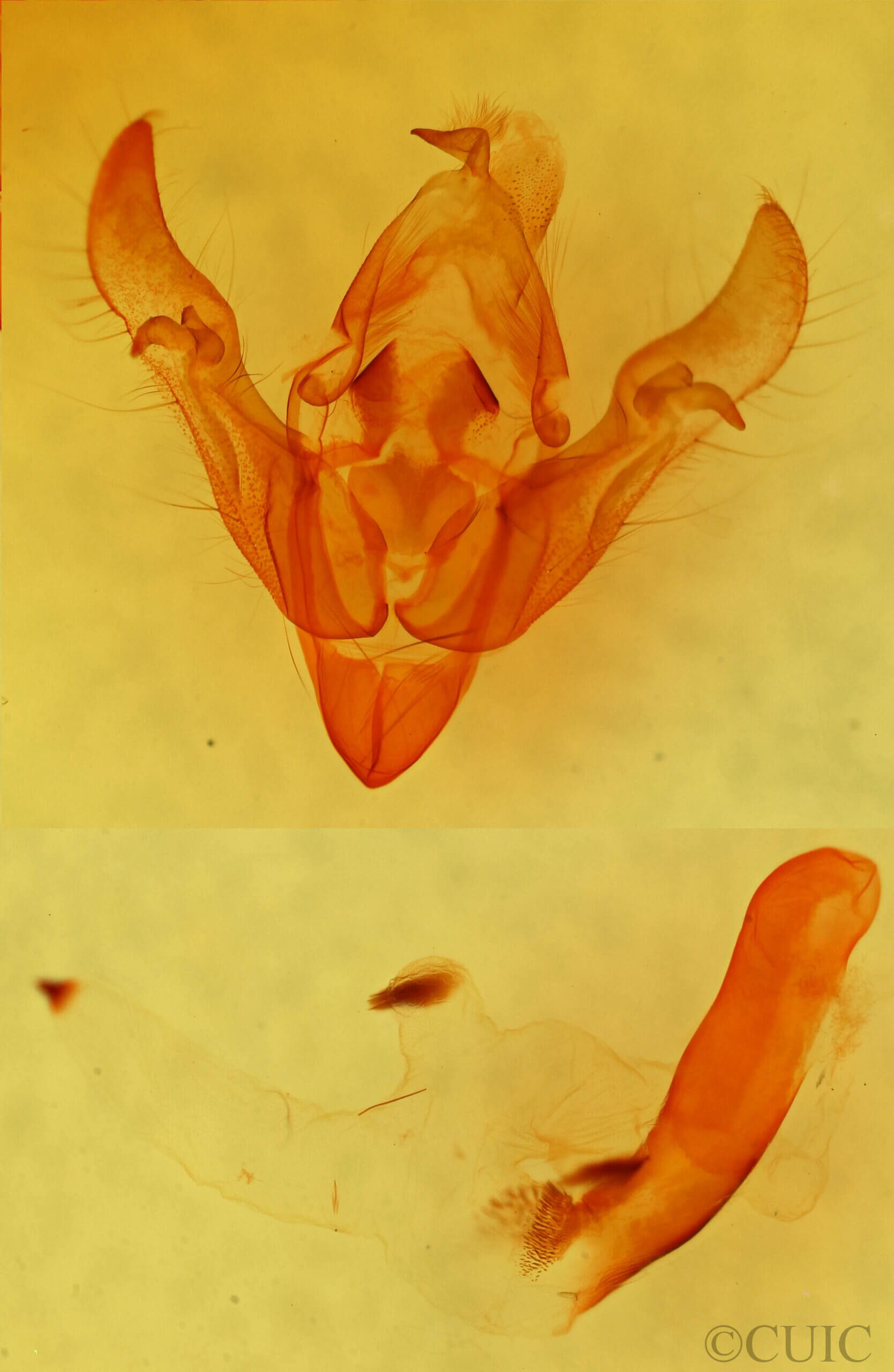 genitalia view of adult Orthosia segregata plicata
