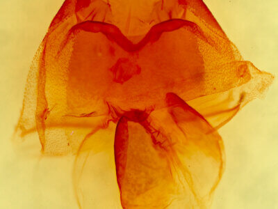 genitalia view of adult Orthosia segregata plicata