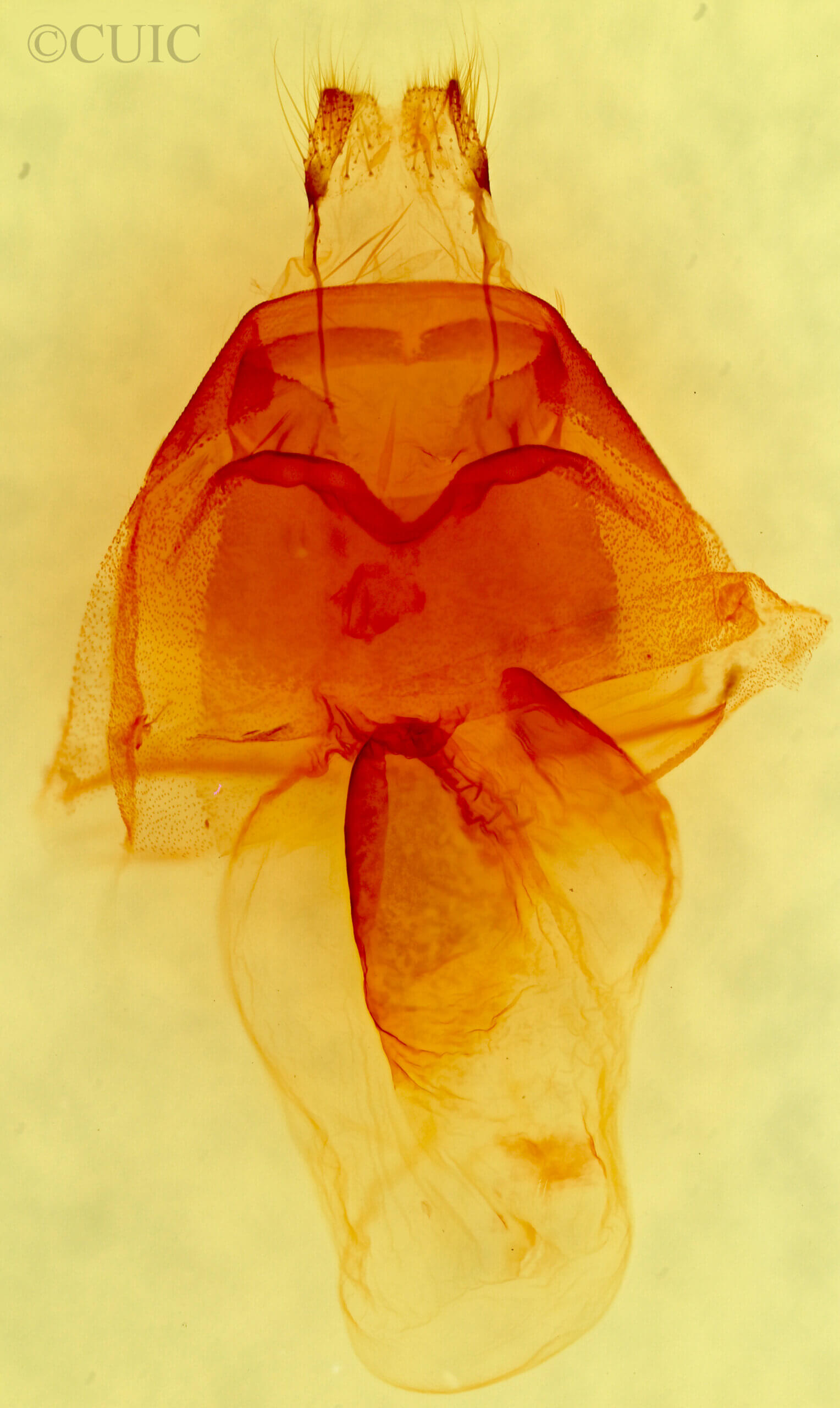 genitalia view of adult Orthosia segregata plicata