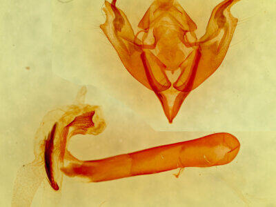 genitalia view of adult Egira rubrica