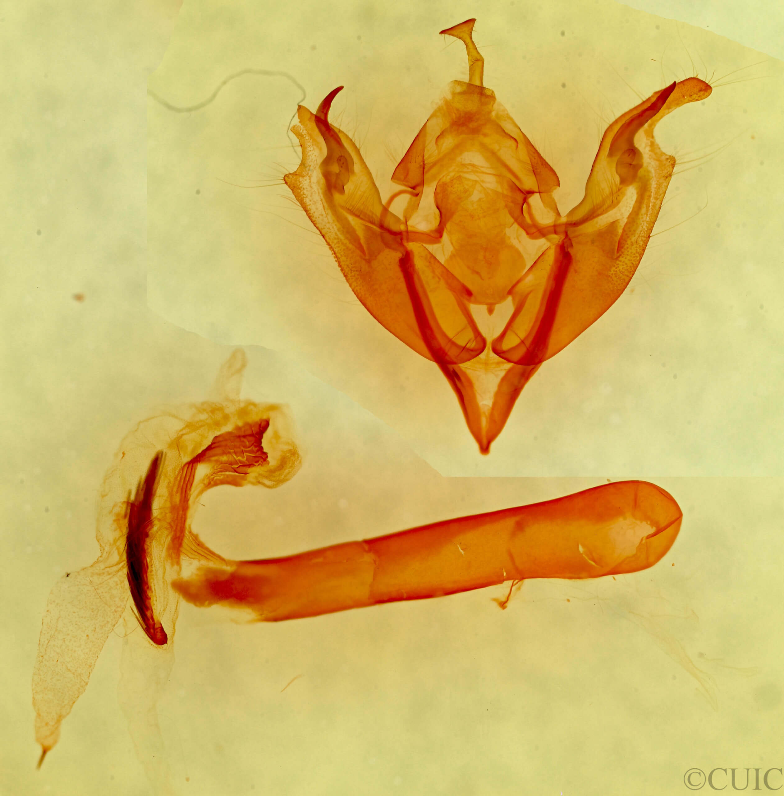 genitalia view of adult Egira rubrica