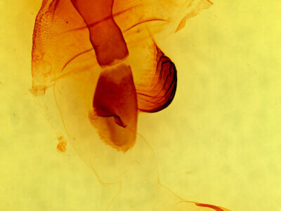 genitalia view of adult Egira rubrica