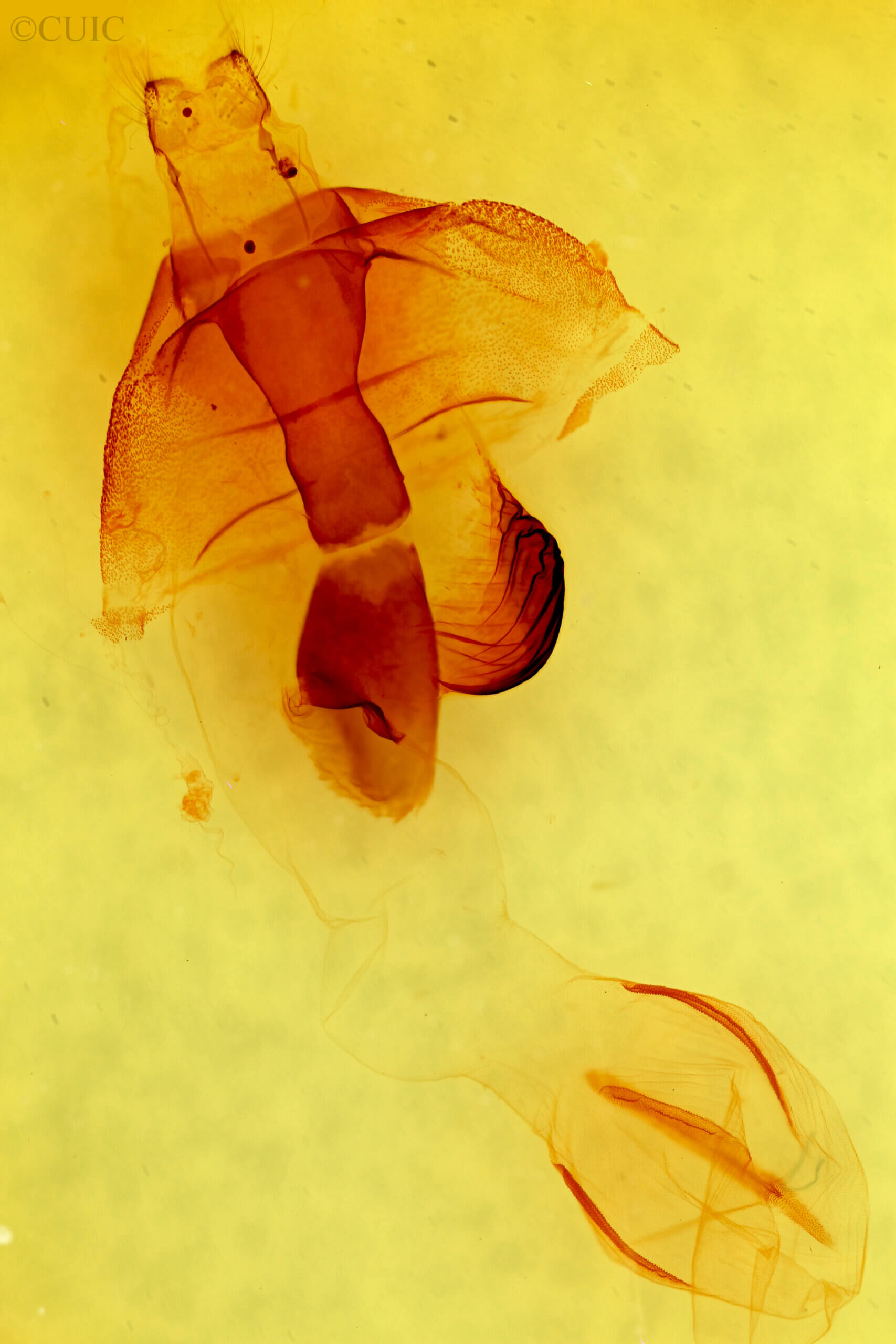 genitalia view of adult Egira rubrica