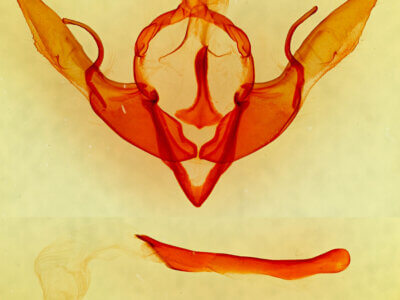 genitalia view of adult Lithophane georgii