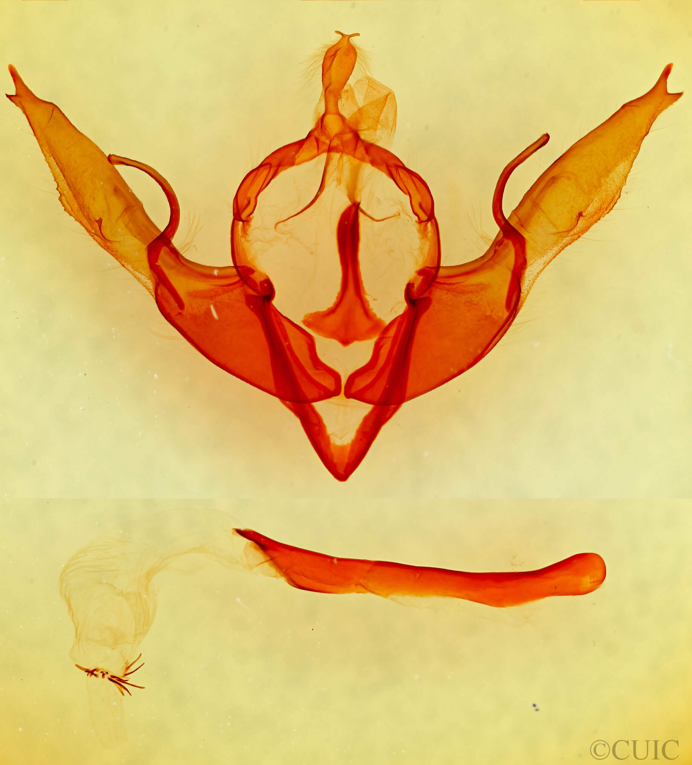 genitalia view of adult Lithophane georgii