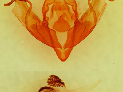 genitalia view of adult Xylena thoracica?