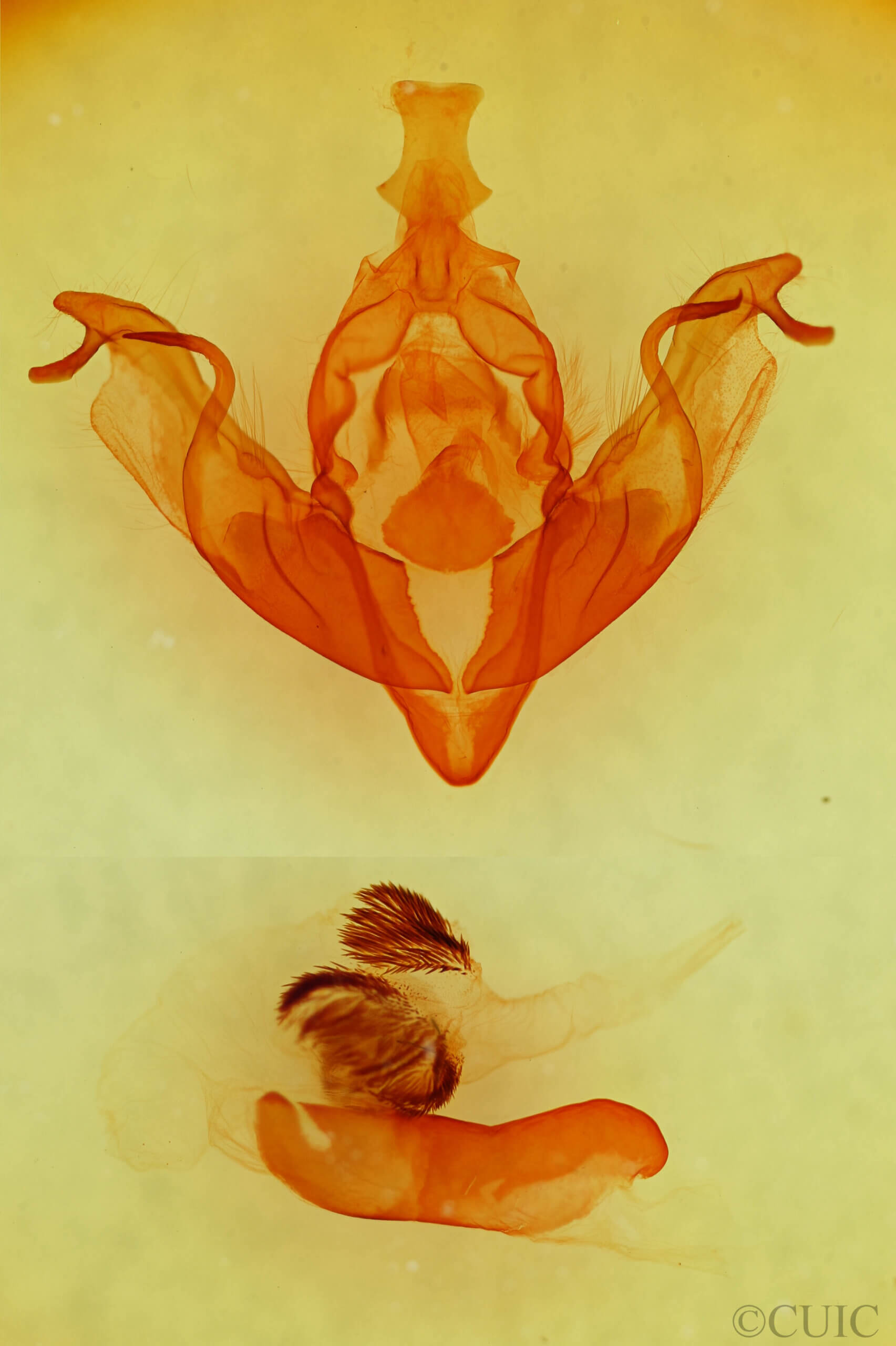 genitalia view of adult Xylena thoracica?