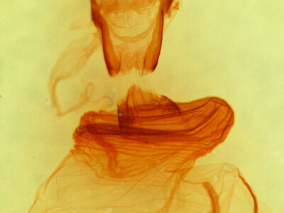 genitalia view of adult Xylena thoracica?