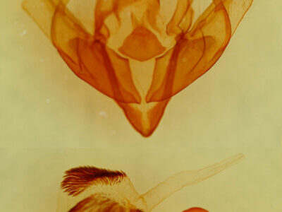 genitalia view of adult Xylena thoracica?